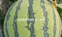 四季度營收（shōu）破千億，拚多多董事長陳磊稱未來將加大合規和管理投入 — 新京報