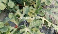 二代哈弗梟龍MAX敞（chǎng）開（kāi）預售，長城最新電混（hún）技能有何不同？