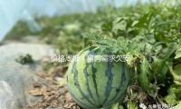 價格周報｜豬肉需求欠安，本周豬價持續回落