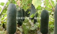 今年（nián）夏天的裙子，越長越美觀！