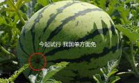 今（jīn）起試行 我國單方麵免簽（qiān）“朋友圈（quān）”再增4國 — 新京報