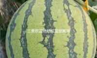 三菱歐藍德勁炫藍瑟翼神斯巴魯XV森林人力獅瓦爾塔蓄電（diàn）池汽車電瓶