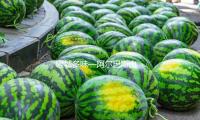 暖城多味（wèi）––阿爾巴斯山羊肉飄（piāo）香江蘇揚州
