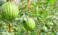 曹穎患胃癌潰散大哭，8天帶貨4800萬，泄漏當（dāng）年最（zuì）火時退圈原因