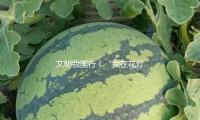 文明我國行丨“我在花燈（dēng）館？仍是博物（wù）館？”“不（bú），你在地鐵站”