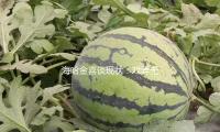 海哈金喜談現狀：戲弄無人找李亞鵬拍戲，娘家的支付是她最大底氣