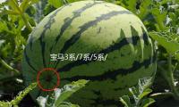 寶（bǎo）馬3係/7係（xì）/5係/1係汽車（chē）後備箱改裝專用隔板裝飾（shì）隔物板收納配件