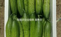賦能農業（yè）全鏈條 服務（wù）農人“零距離”